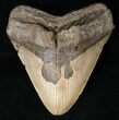 Bargain Megalodon Tooth - North Carolina #15744-1